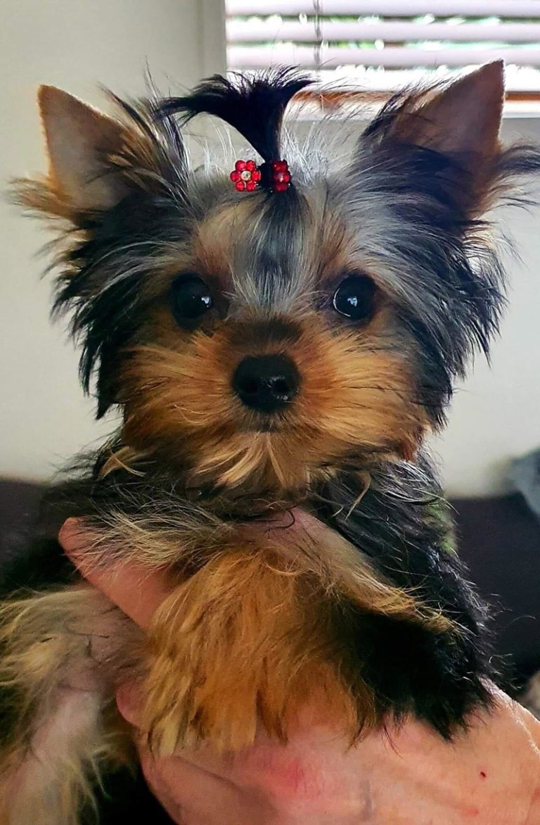 NZ Yorkies - Adorable Moments and Stunning Images