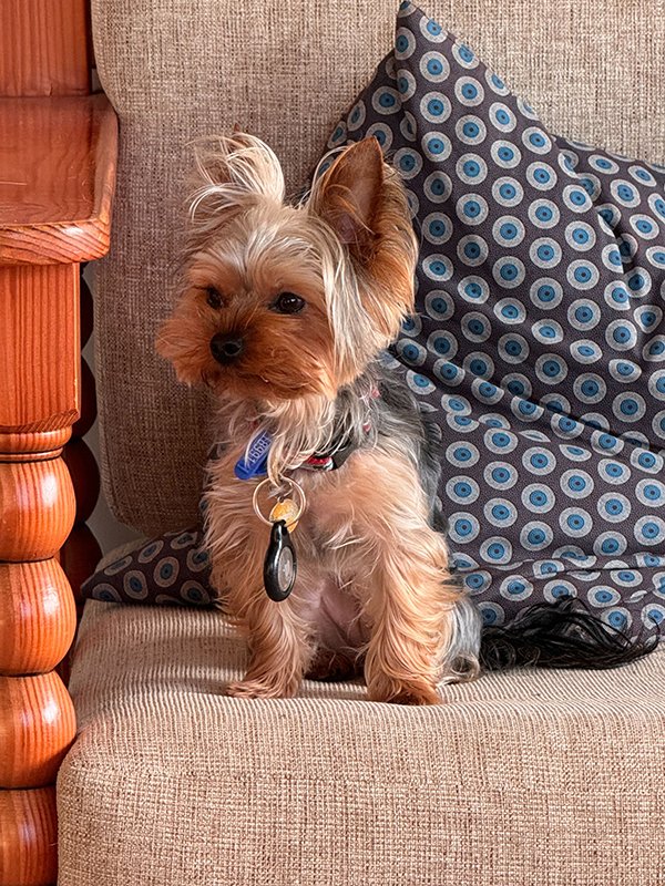 Grooming Tips for Yorkies